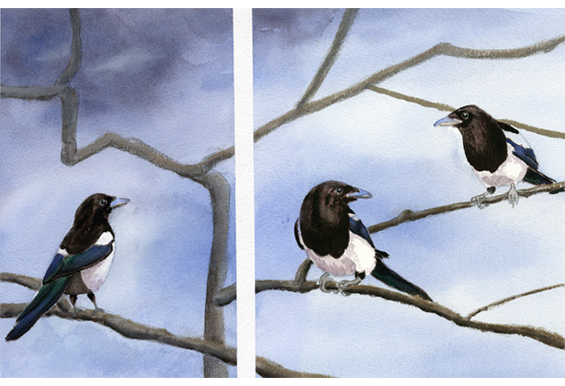 magpies