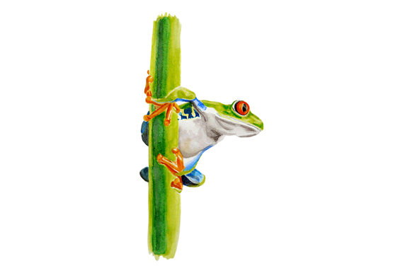 Poison arrow frog - Watercolour