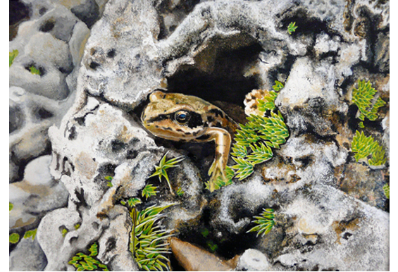 Common british garden frog - Watercolour
