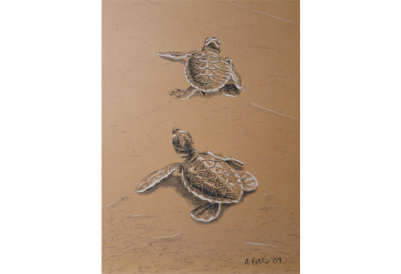 Newly hatched turtles - Charcoal