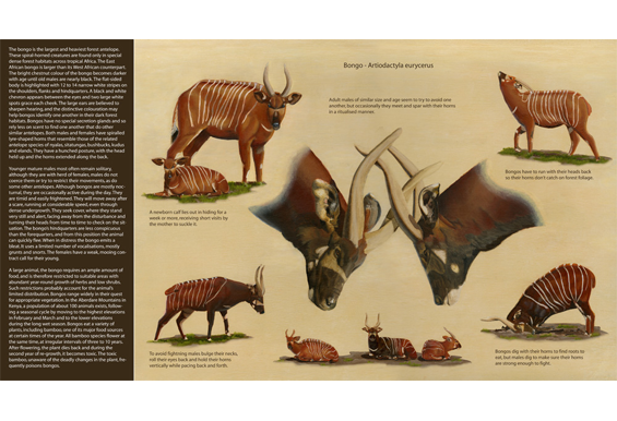 Bongo-antelope information board with alkyd oil painting