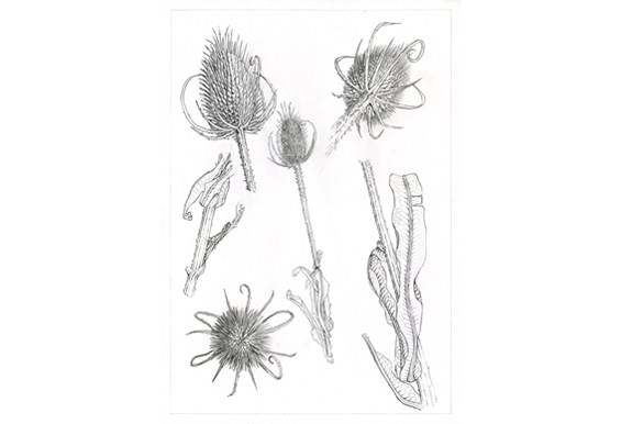 Thistle drawing